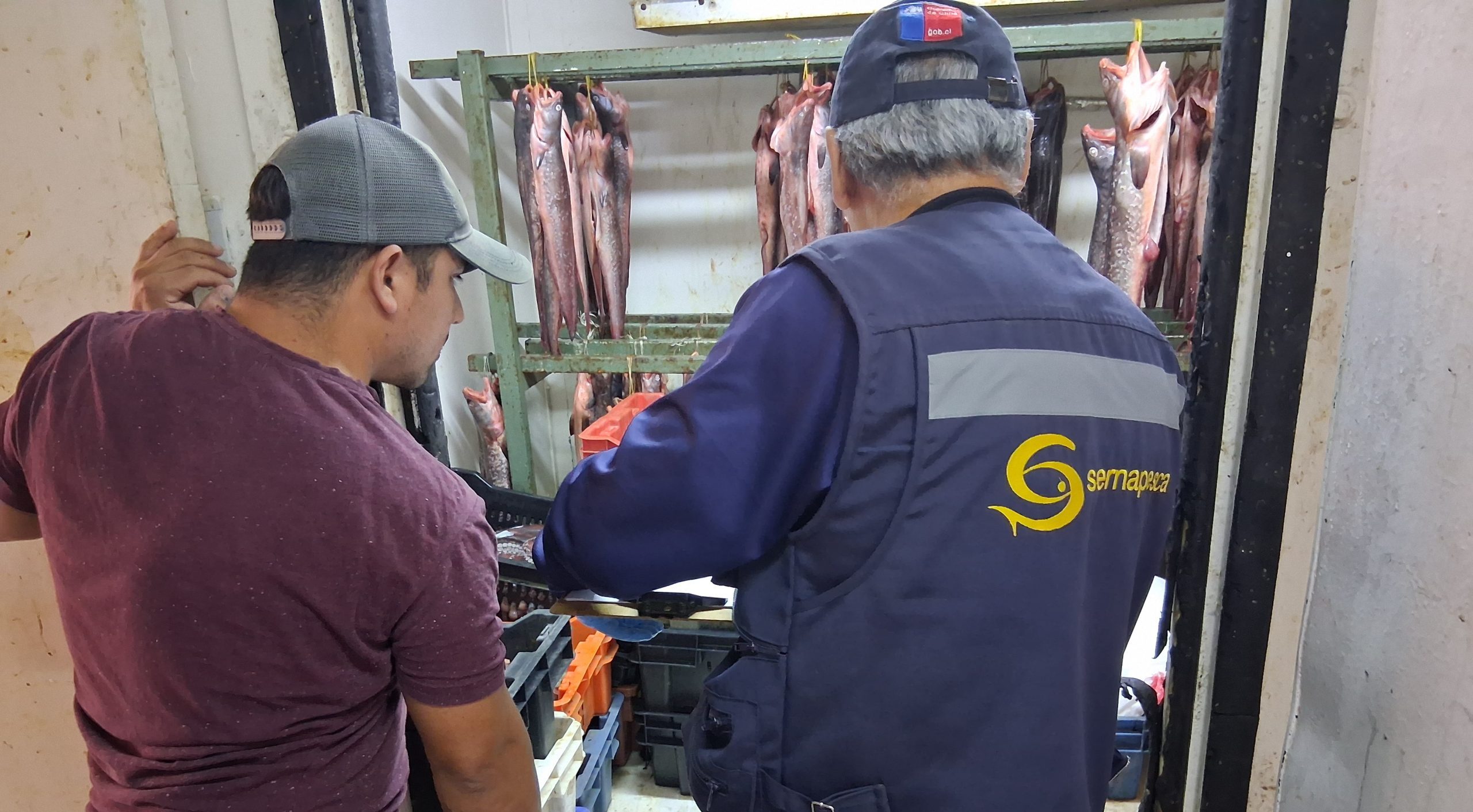 Sernapesca incautó casi una tonelada de pulpo sin acreditación de origen en Taltal