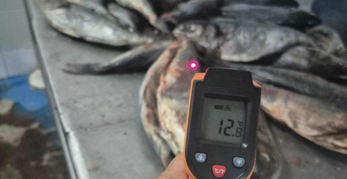 Prohiben funcionamiento de planta procesadora en el sector norte de Antofagasta: Hallan 200 pescados podridos listos para la venta