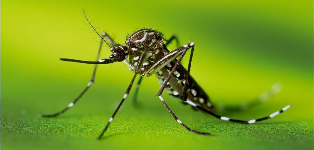 Salud confirmó la aparición del foco número 20 del mosquito Aedes aegypti en Antofagasta
